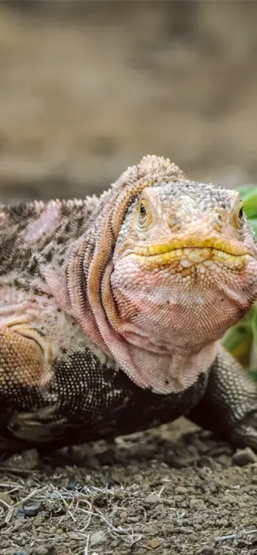 conserving-species-on-the-brink