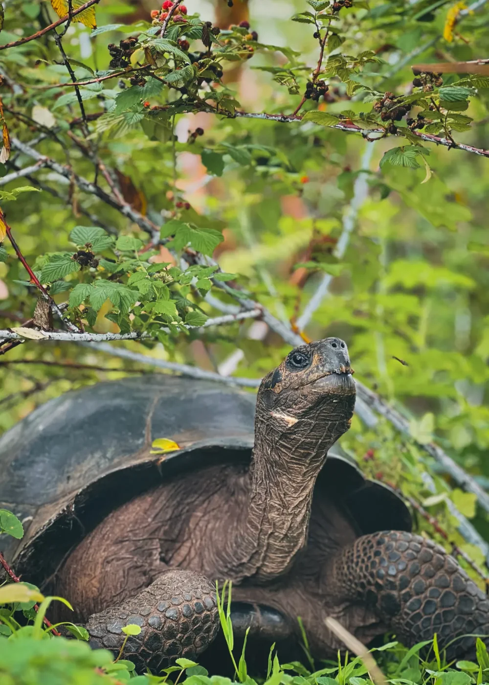 Protecting Species Galápagos