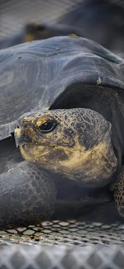 Repatriation of Giant Tortoises