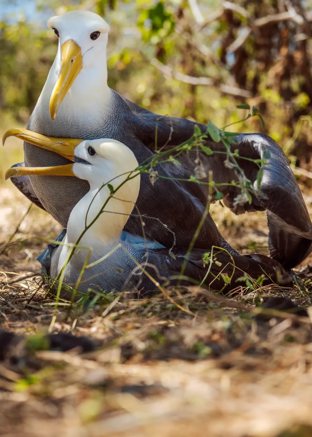 Restoring Ecosystems Galápagos