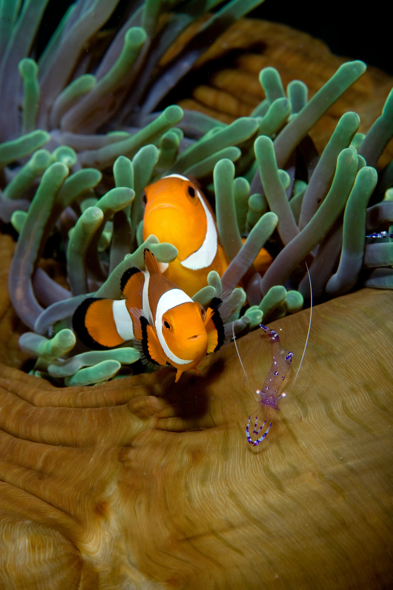 anemonefish-in-anemone-.jpg