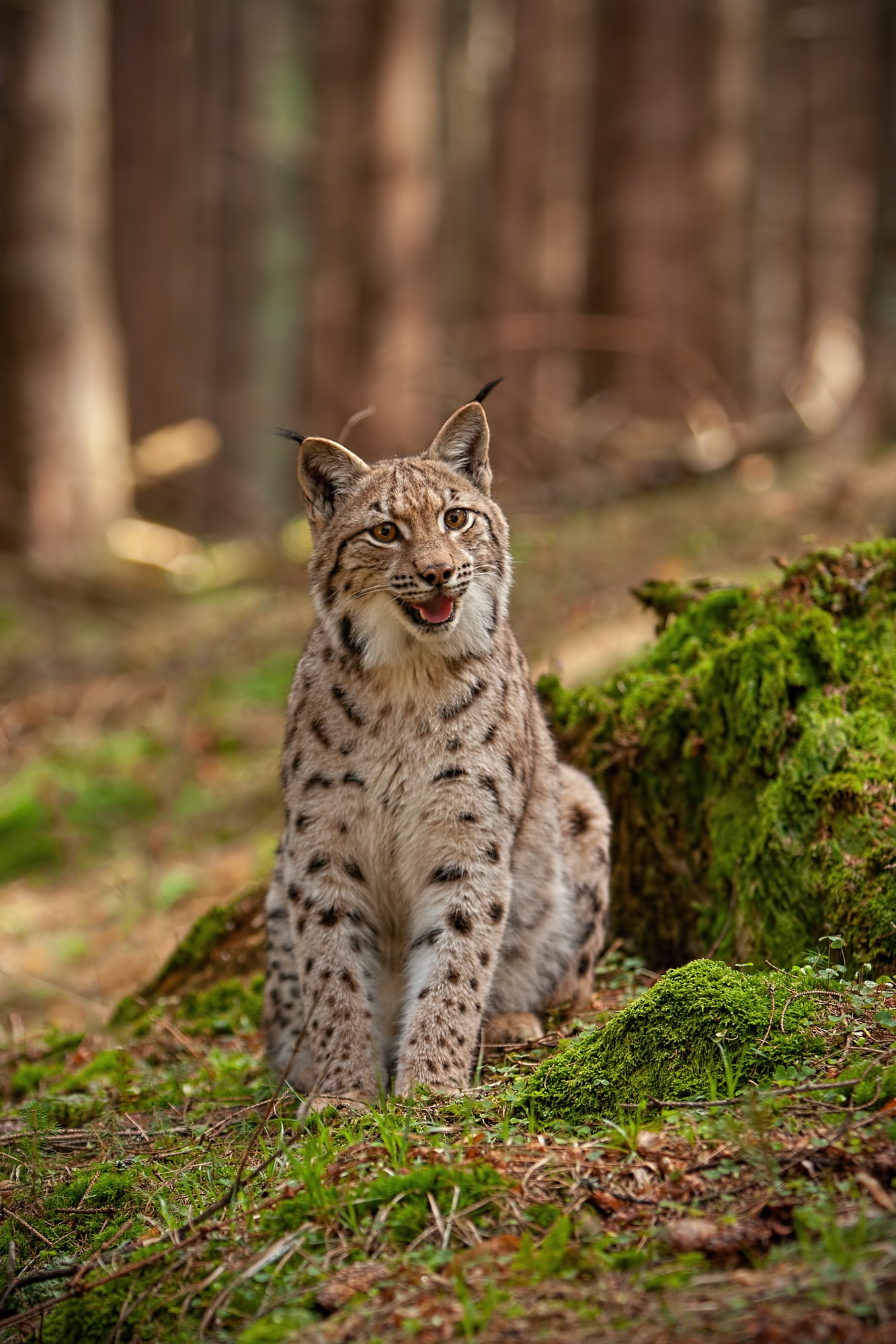 eursian-lynx-sitting-on-rocks-covered-with-green-moss-with-blurred-background.jpg