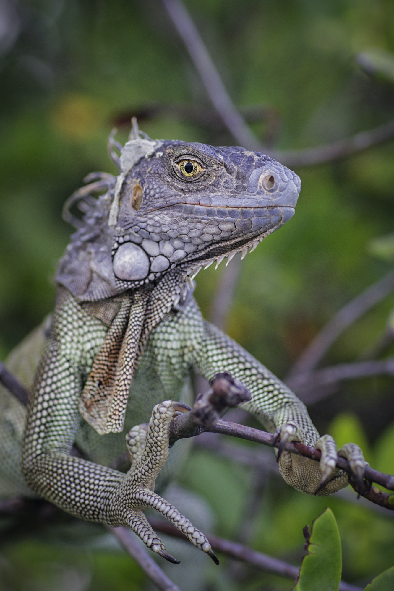 iguana-on-branch-looking-at-camera-smiling-st-croix-us-virgin-islands.jpg