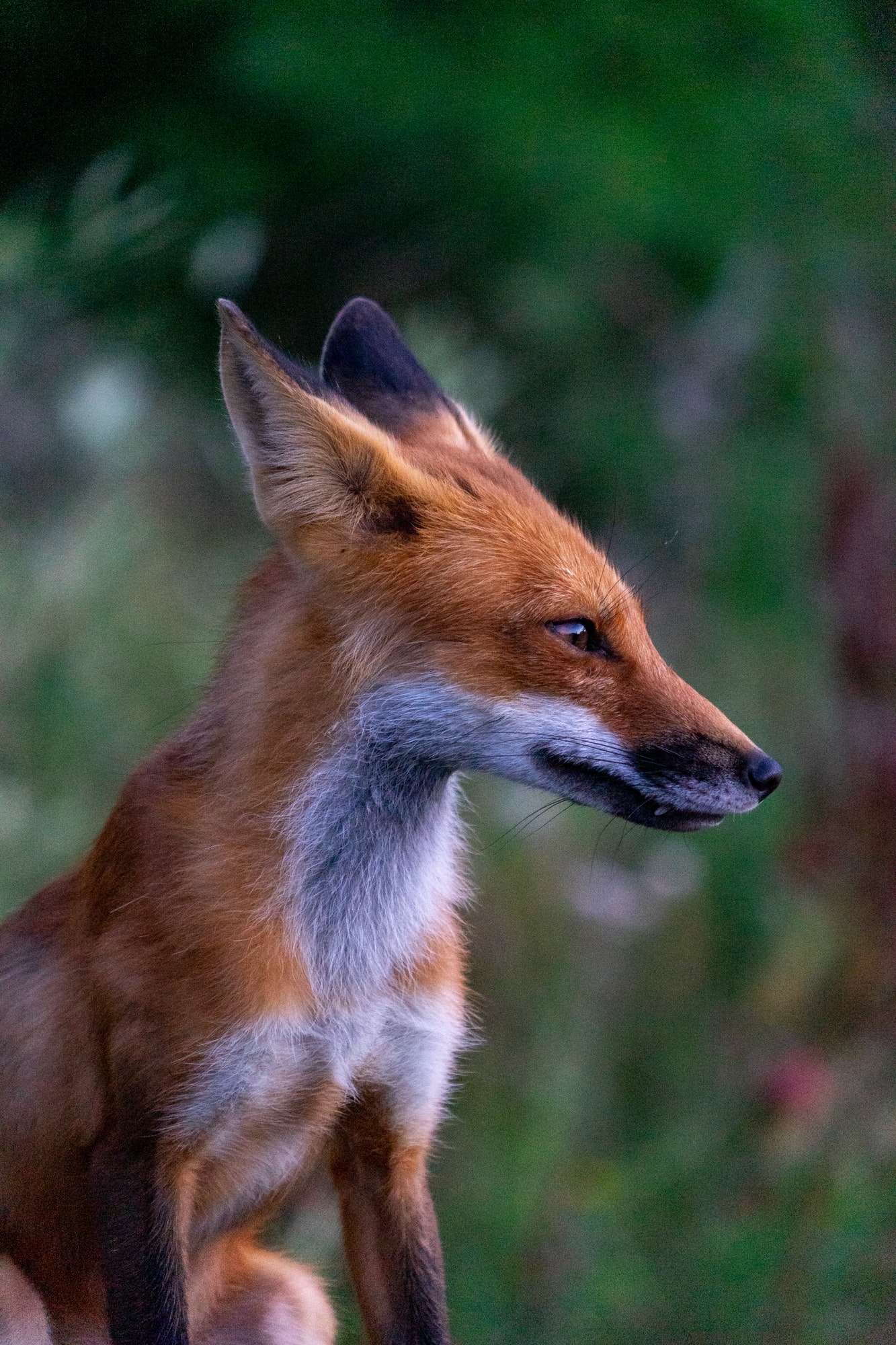 red-fox.jpg