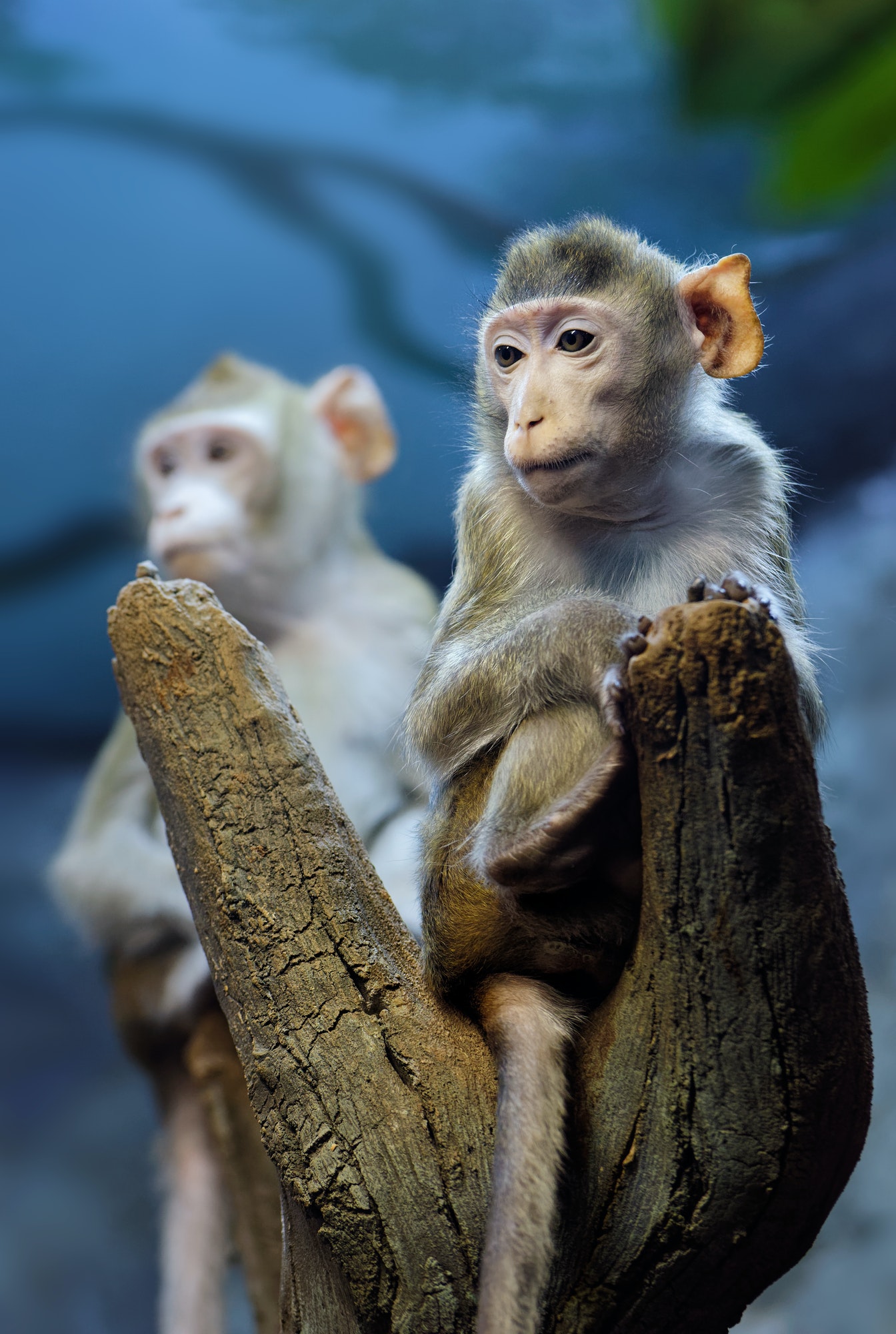 very-thoughtful-young-monkey-on-a-tree-trunk.jpg