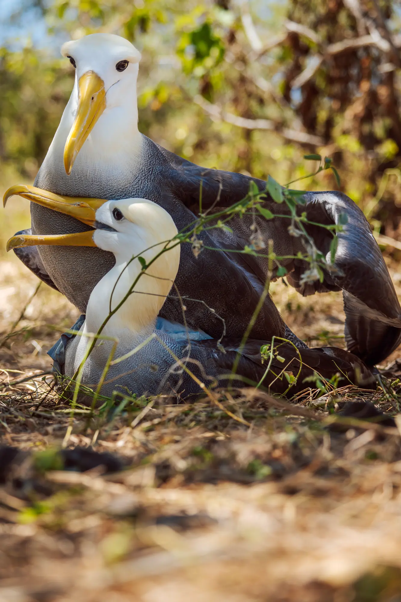 restoring-ecosystems-galapagos-01