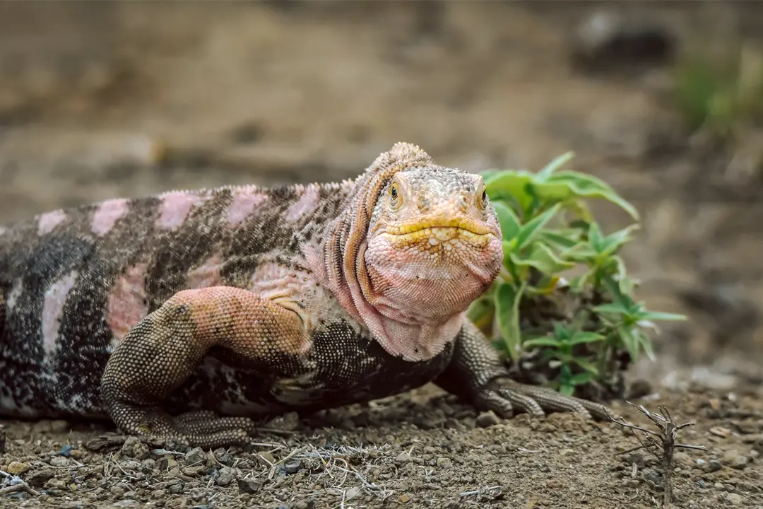 conserving-species-on-the-brink
