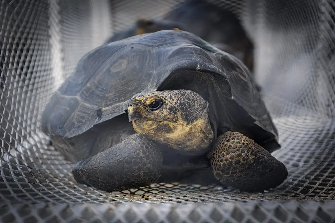 Repatriation of Giant Tortoises