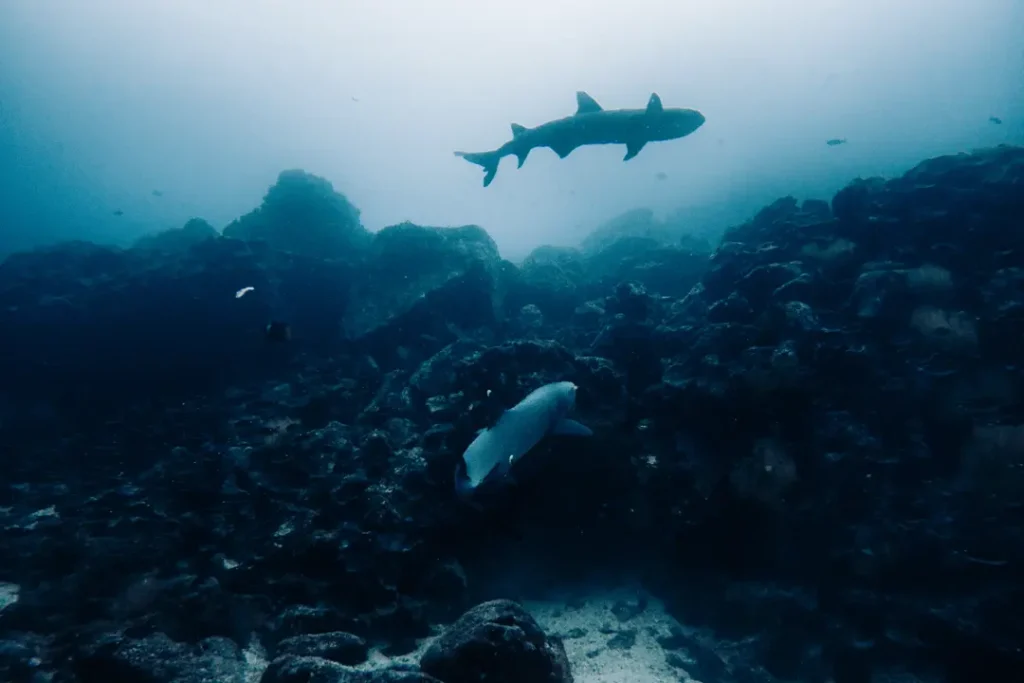 Why Protecting Marine Reserves Matters