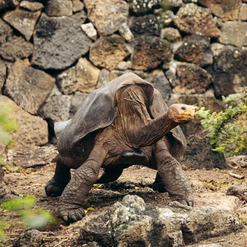 Giant Tortoise