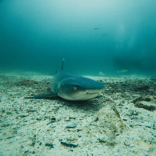 Marine Ecosystems